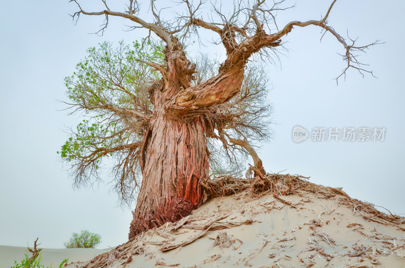 新疆塔克拉玛干沙漠胡杨树