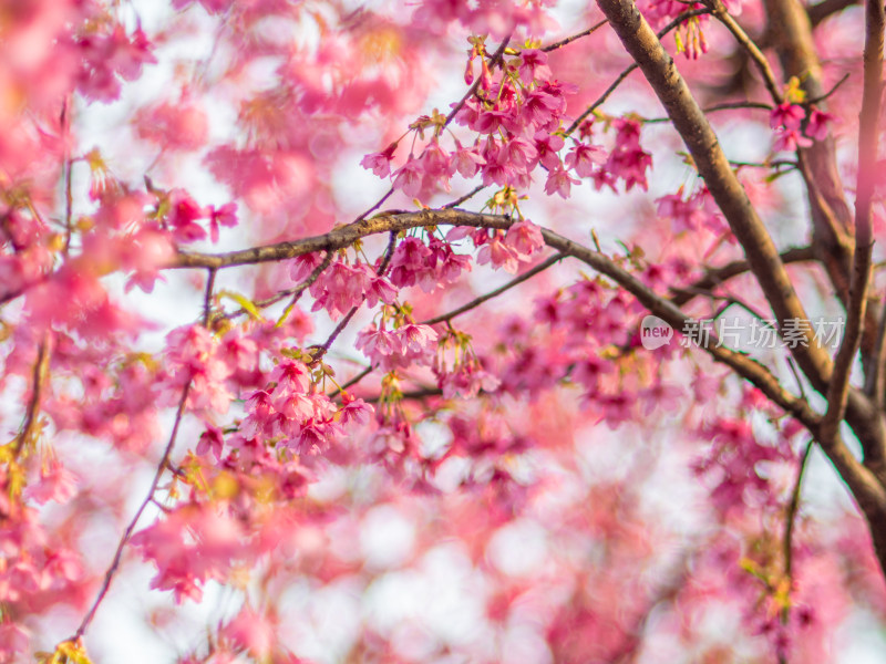 树上粉红色花朵的低角度视图