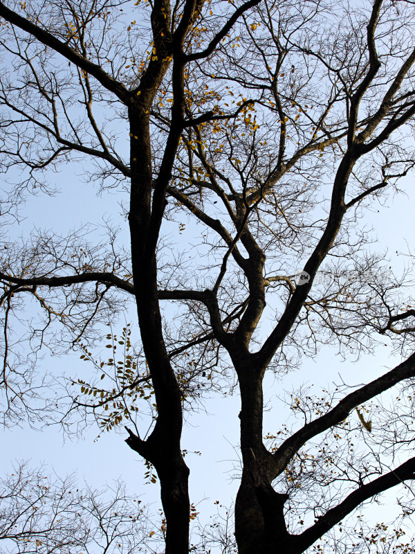 天空中光秃秃的树干树枝的自然风景