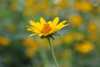 野雏菊花系列