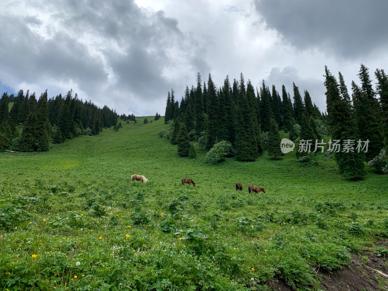 中国新疆伊犁那拉提草原旅游风光