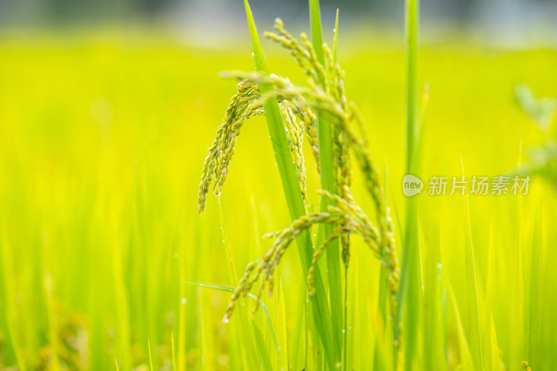 金黄饱满的水稻植株特写