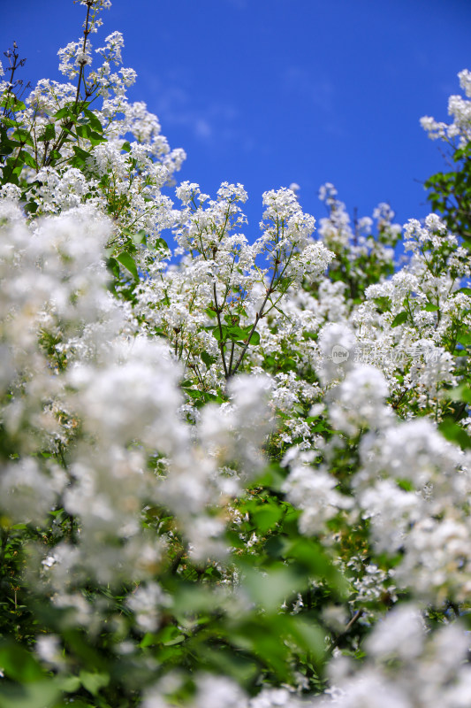 北京天坛公园丁香花