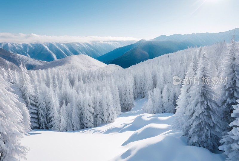 冬季森林白雪覆盖风景