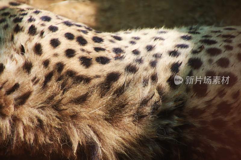 野生动物豹子猎豹猎食动物