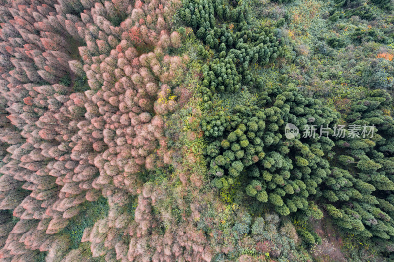 秋日山林的色彩交响彩林风光