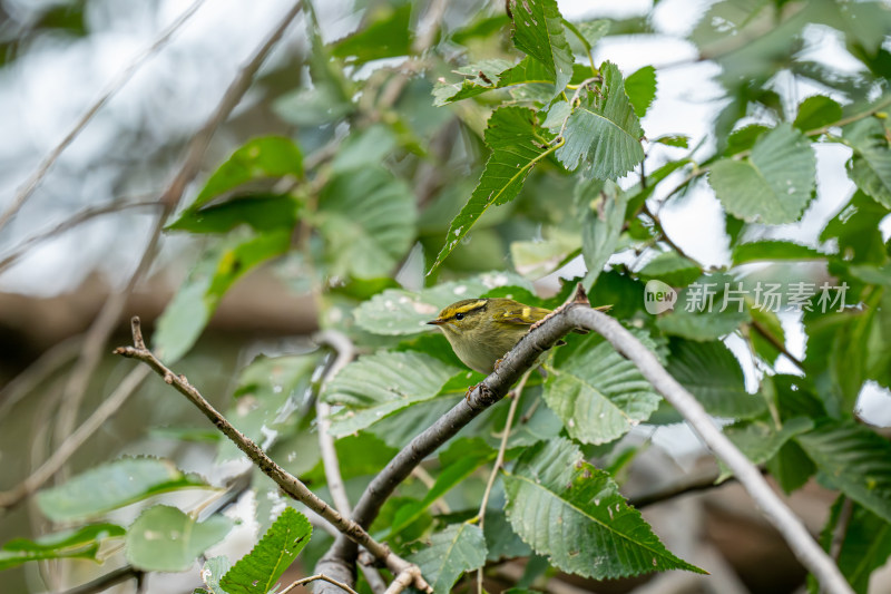 黄腰柳莺（Phylloscopus proregulus）