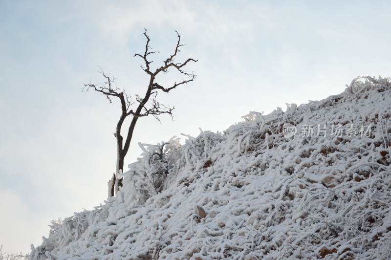 蓝天下雪场的一角，枯木，被雪覆盖的枯草