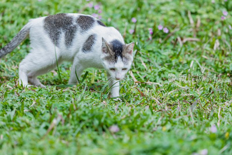 一只狸花猫