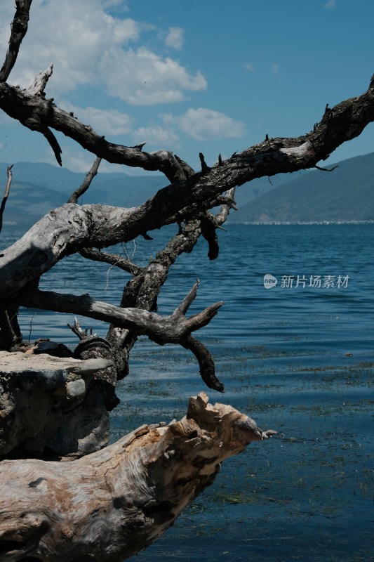 湖边枯树与湖水蓝天景象