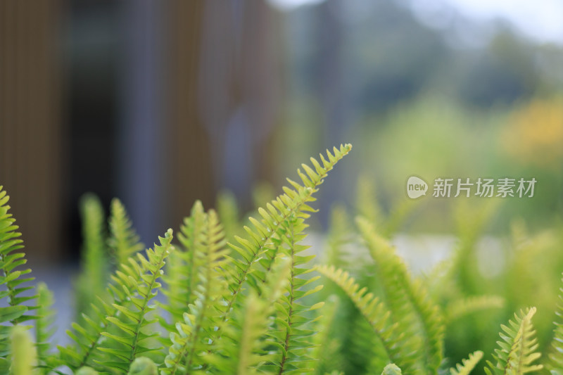 绿色蕨类植物特写