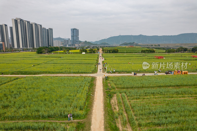 深圳光明欢乐田园油菜花田