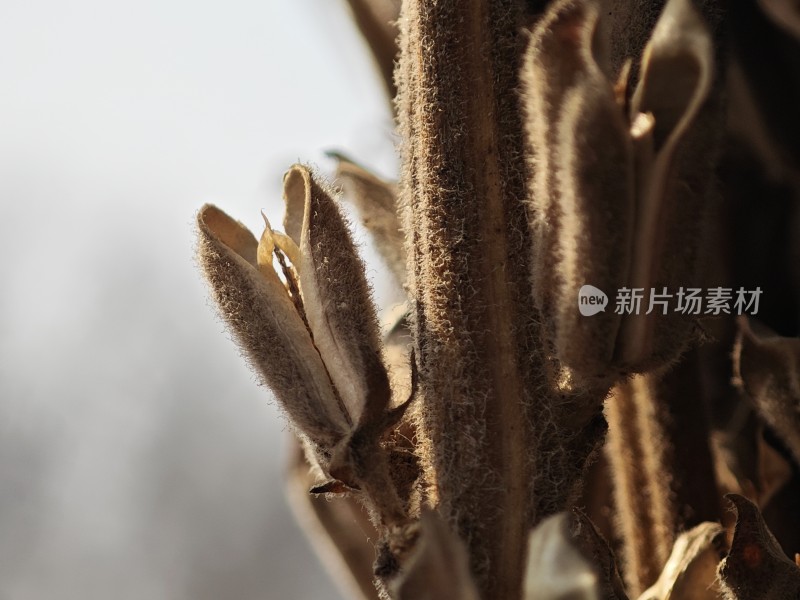 枯萎植物特写尽显秋日萧瑟之态