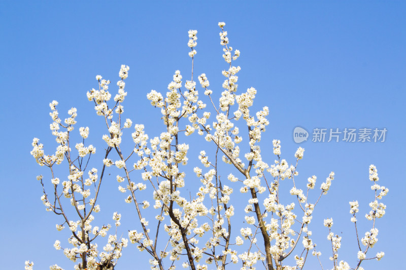 花朵植物春天天空风景背景自然户外