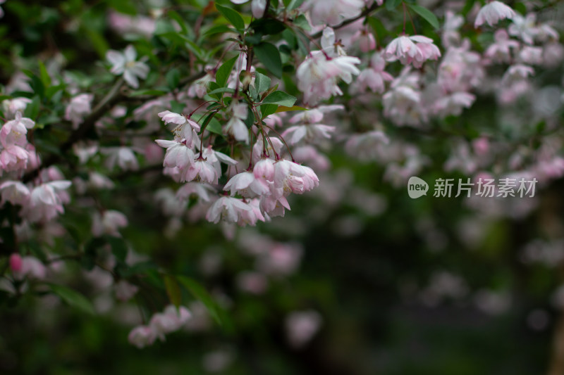 杭州曲院风荷粉色海棠花枝特写