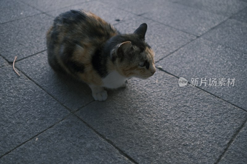 地面上蹲坐着一只三色花猫