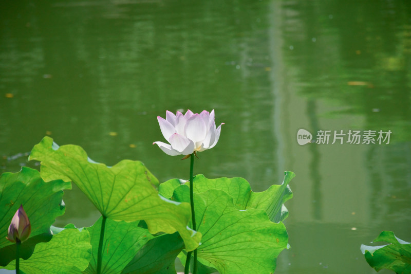 荷花，优雅绽放于碧绿荷叶间