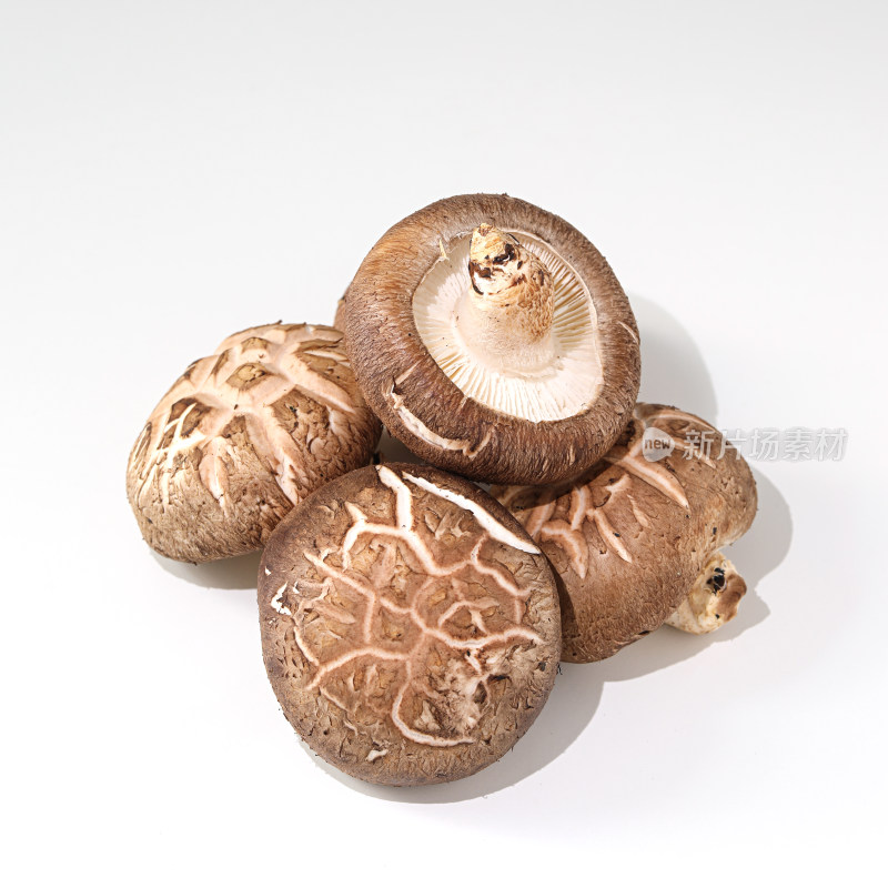 新鲜食材香菇的白底图