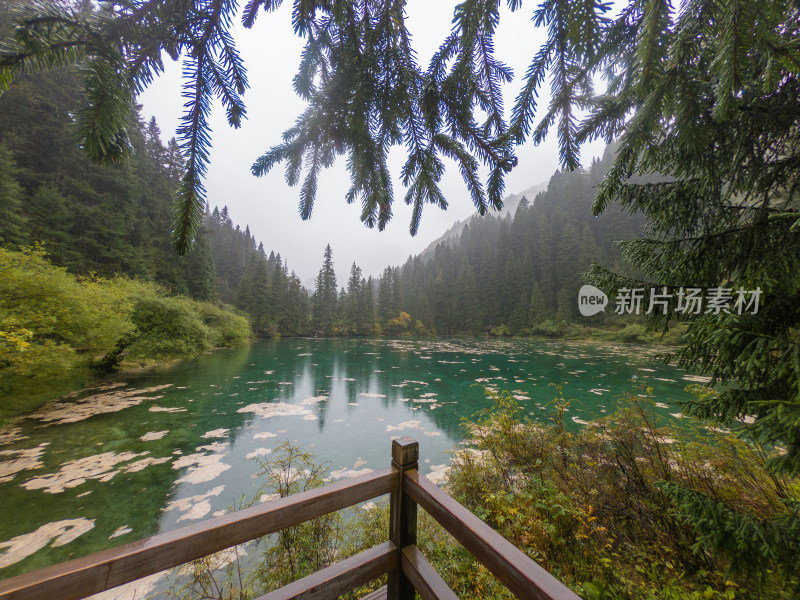 静谧的森林与湖景