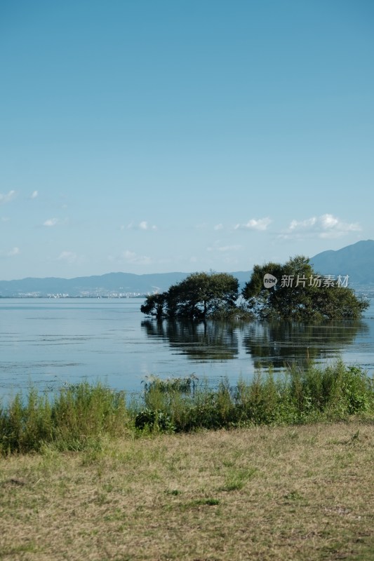 湖中小树自然风光