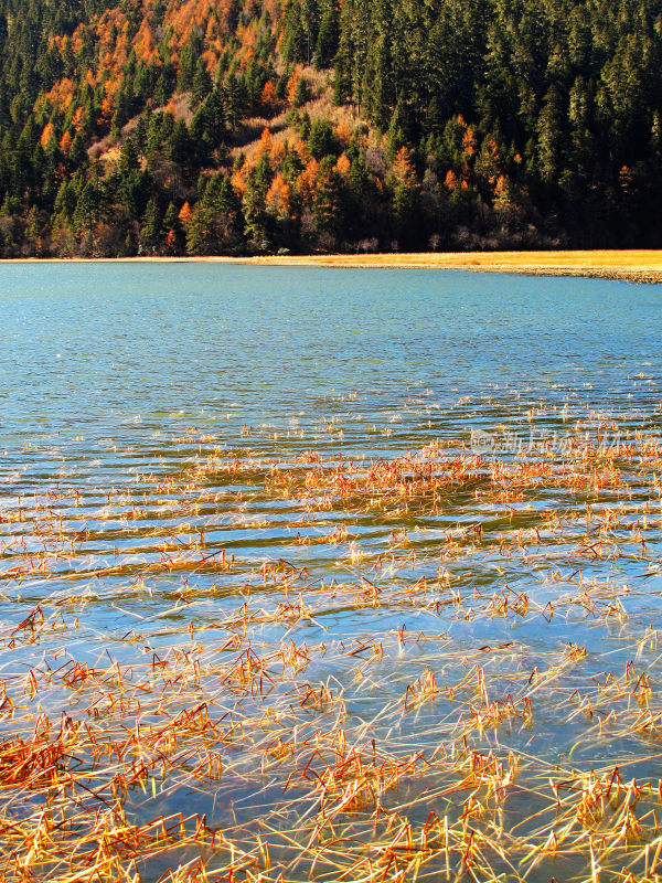 云南迪庆普达措碧塔海风光