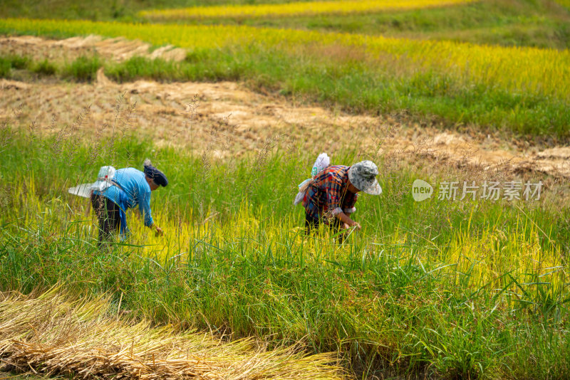 农业农耕农民丰收水稻场景