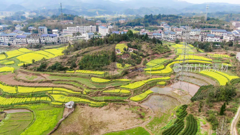 农业种植油菜花