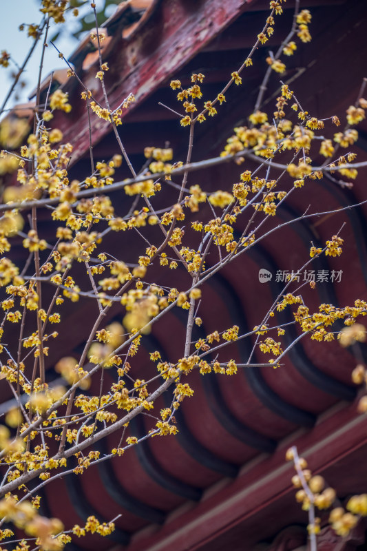 长沙岳麓山忠烈祠梅花