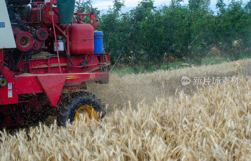 芒种时节，联合收割机收获成熟小麦