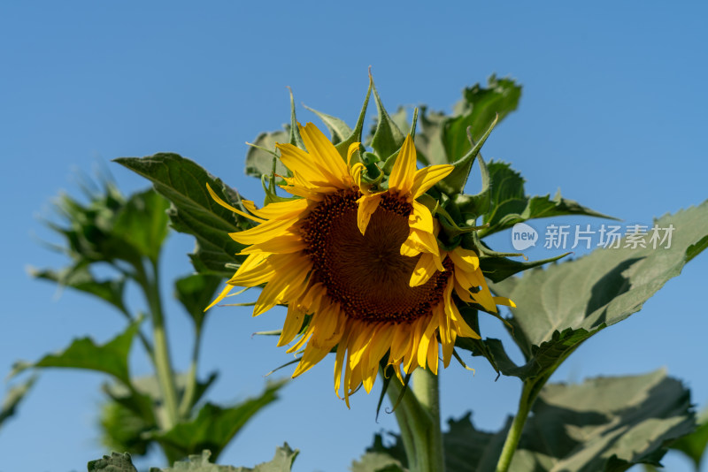 向日葵花田