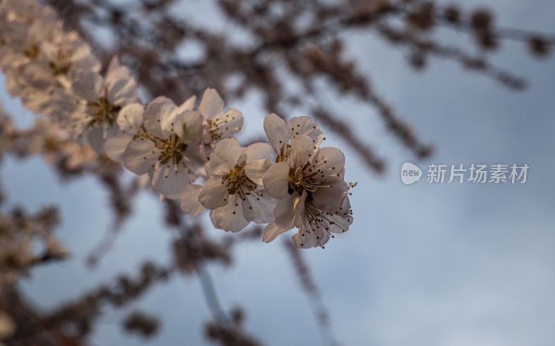 春日桃花特写