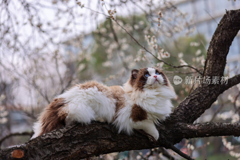 一只在梅花树上的海豹双色布偶猫