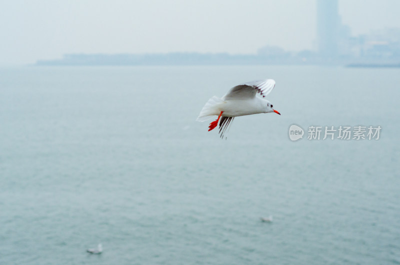 青岛栈桥，在海上飞翔的一只海鸥