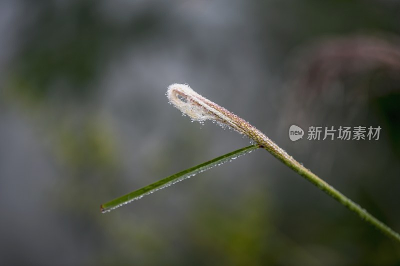 重庆酉阳：霜降后的小草“披金戴银”