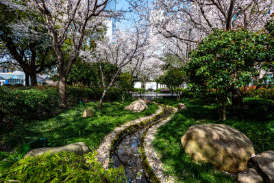 上海樱花季春天景观