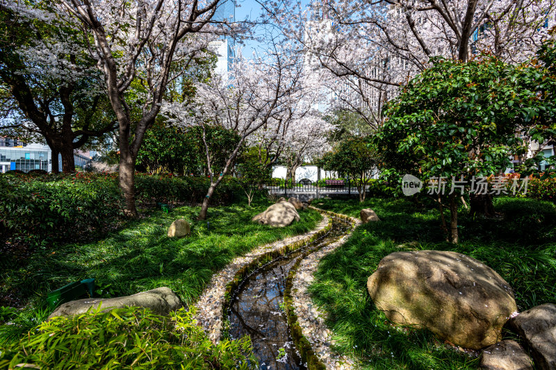 上海樱花季春天景观