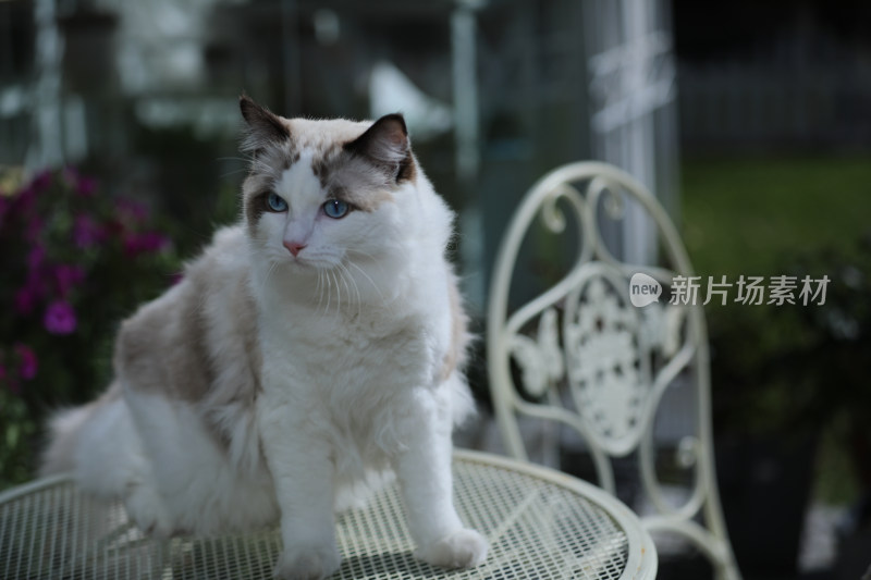 猫坐在白色桌子上的特写镜头