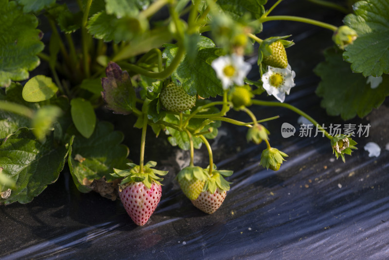 江南大棚覆盖地膜种植生态草莓