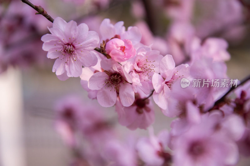 春天盛开的樱花