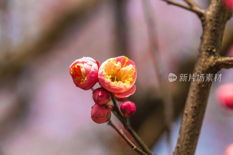 枝头绽放的梅花与含苞待放的花骨朵