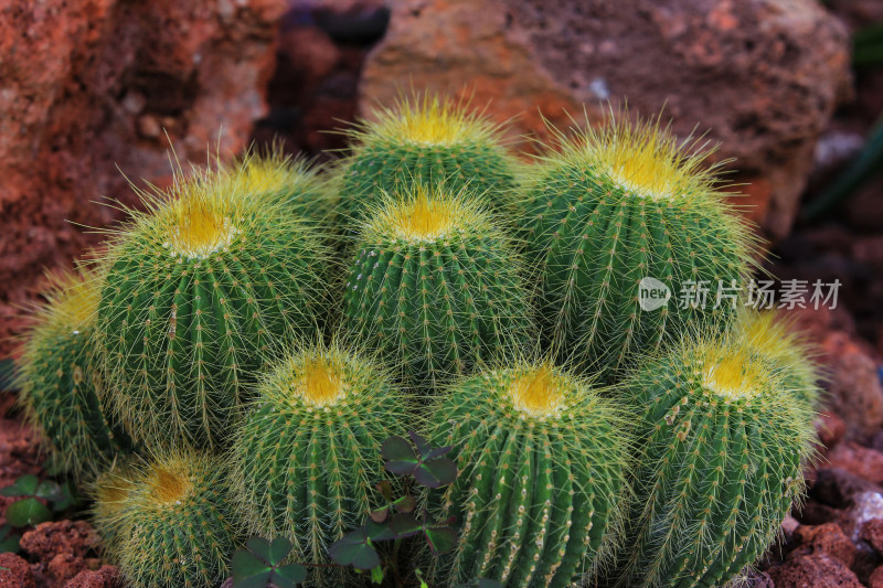 热带植物仙人球仙人掌特写