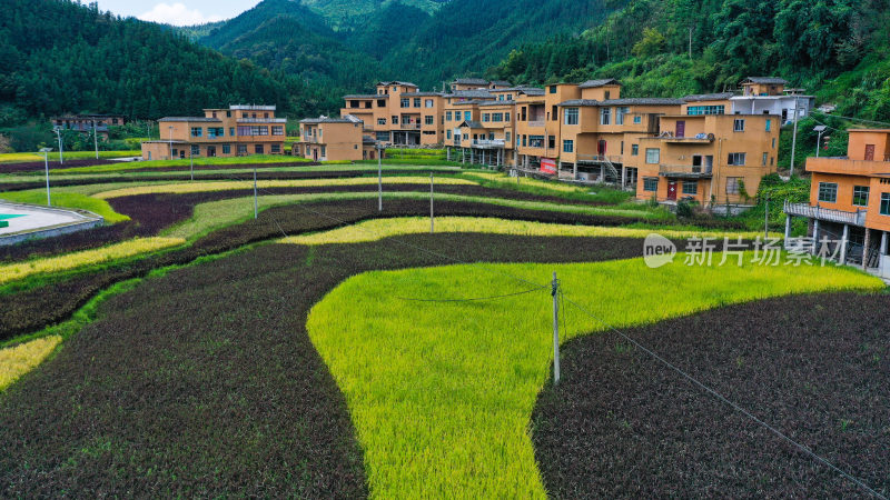 农村五色稻田 美丽乡村