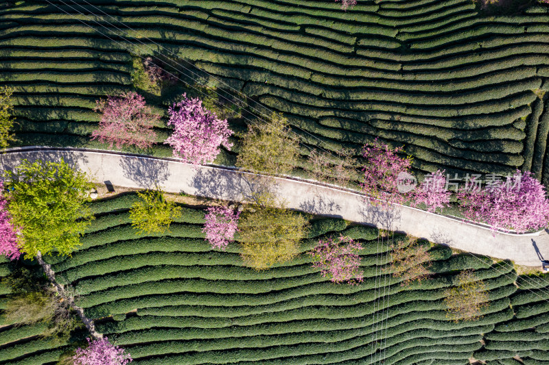 龙岩永福台品樱花茶园