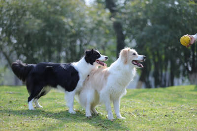 两只在公园里玩球的边境牧羊犬