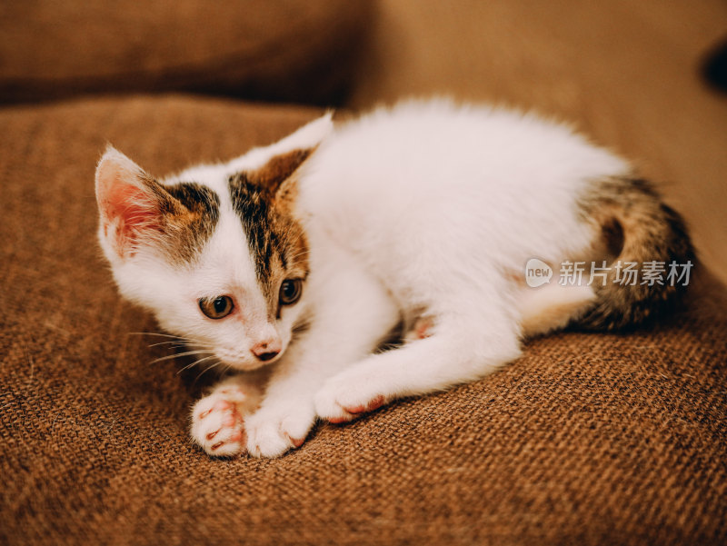 室内自在玩耍的三花小奶猫