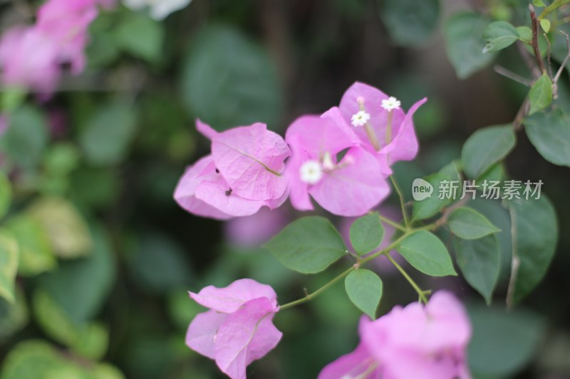 四川成都花舞人间景区的粉紫色叶子花