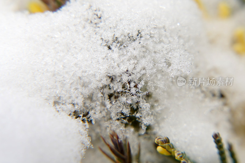 雪花特写