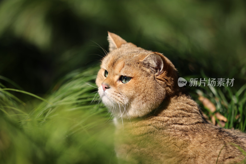 公园草地里的宠物猫金渐层