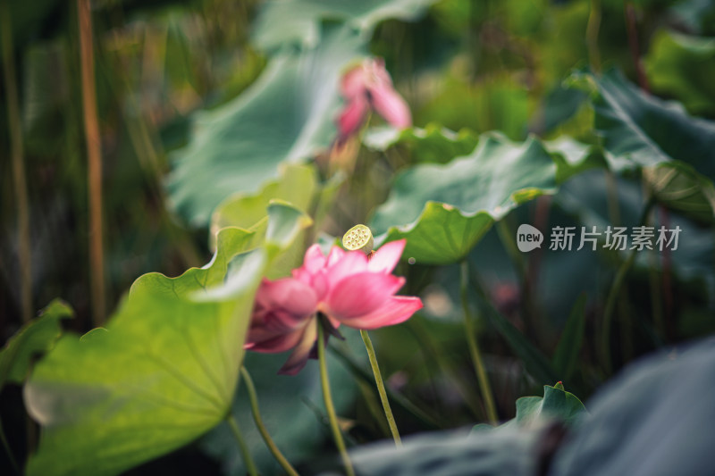 夏天雨后的荷花挂满水珠