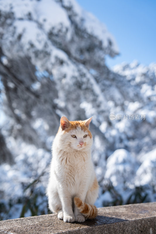 雪地中坐着的橘白相间猫咪